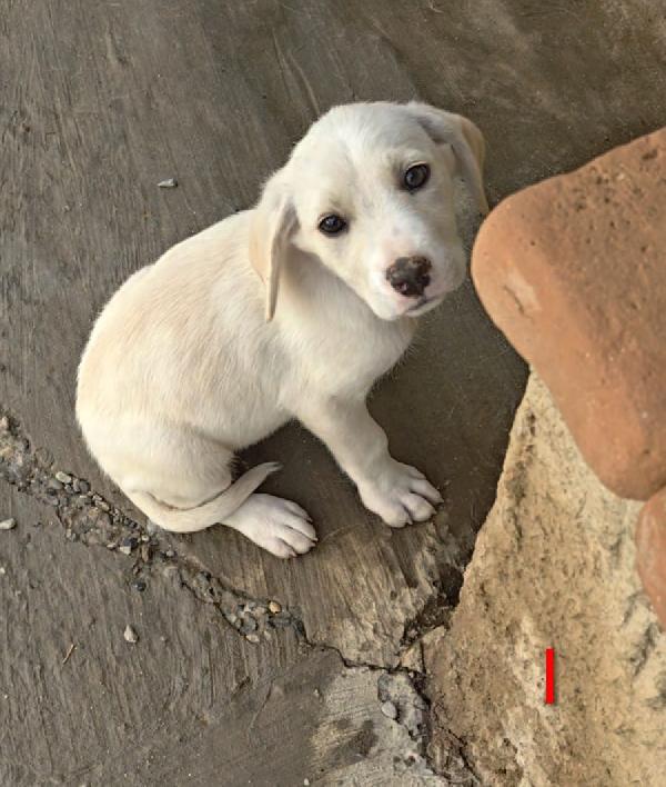 “Ipazia, una piccola vita in cerca di amore” Foto 7